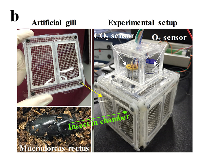 Theoretical model and experimental validation for underwater oxygen extraction for realizing artificial grills - Advances in Engineering