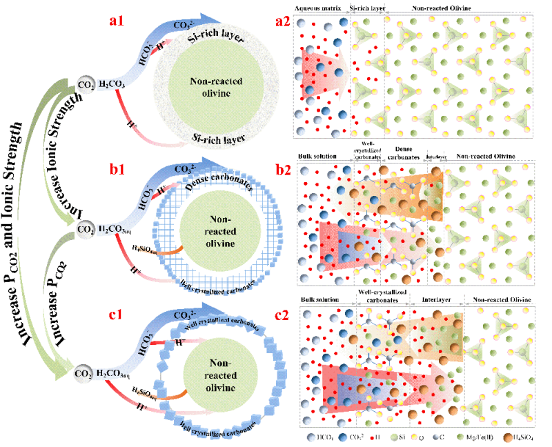 and mechanism of mineral carbonation of olivine for CO2