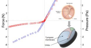 Harnessing the bilinear nonlinearity of a 3D printed biomimetic diaphragm for acoustic sensor applications - Advances in Engineering