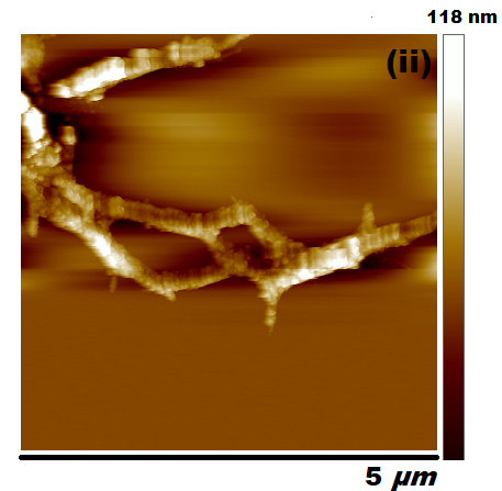 Efficient Removal of Arsenic Using Zinc Oxide Nanocrystal Decorated Regenerated Microfibrillated Cellulose Scaffolds - Advances in Engineering