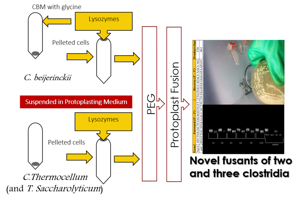 Novel-fusants-of-2-3-clostridia-for-enhanced-green-production-of-biobutanol-Advances-in-Engineering-2