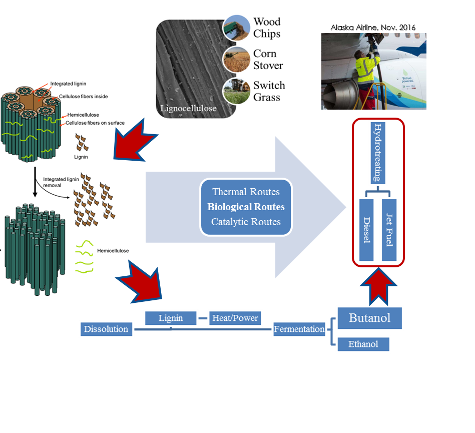 Novel-fusants-of-2-3-clostridia-for-enhanced-green-production-of-biobutanol-Advances-in-Engineering
