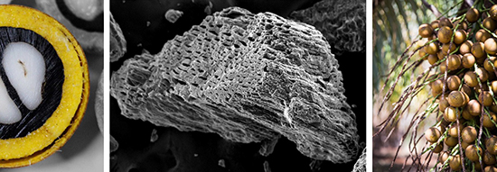The importance of pyrolytic temperature on biochar configuration as uranium adsorbent material - Advances in Engineering