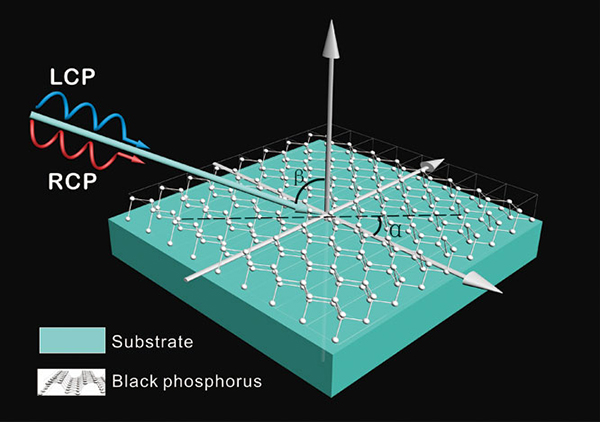 Extrinsic chirality: Monolayer black phosphorus shows dramatic optical activity - Advances in Engineering