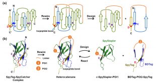 Making Protein Heterocatenanes by “Threading-and-Clicking” - Advances in Engineering