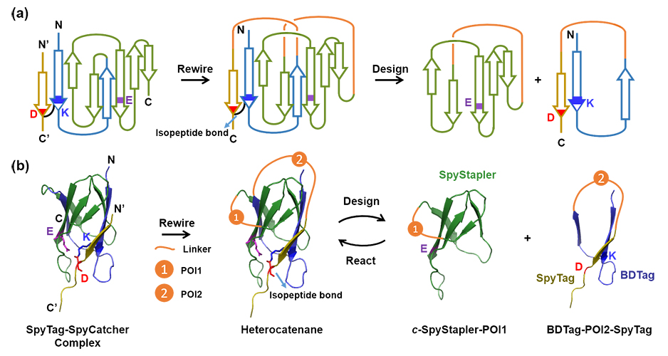 Making Protein Heterocatenanes by “Threading-and-Clicking” - Advances in Engineering