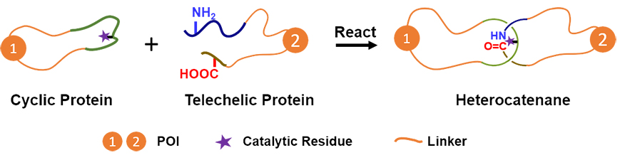 Making Protein Heterocatenanes by “Threading-and-Clicking” - Advances in Engineering Making Protein Heterocatenanes by “Threading-and-Clicking” - Advances in Engineering