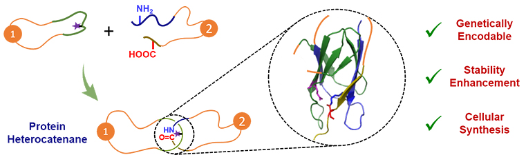 Making Protein Heterocatenanes by “Threading-and-Clicking” - Advances in Engineering