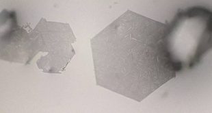 Solvent-mediated morphology engineering: pseudomorph of fullerene C60 microcrystals - Advances in Engineering