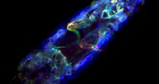 Can salmon lice be distinguished from other zooplankton using autofluorescence? - Advances in Engineering