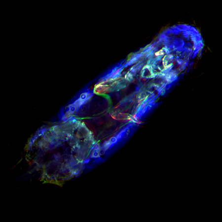 Can salmon lice be distinguished from other zooplankton using autofluorescence? - Advances in Engineering Can salmon lice be distinguished from other zooplankton using autofluorescence? - Advances in Engineering