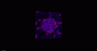 Three-dimensional stem cell-derived neural culture using porous polymer scaffolds - Advances in Engineering