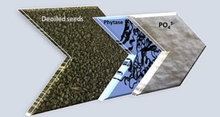 Enzymatic phosphorus recovery from de-oiled seeds - Advances in Engineering