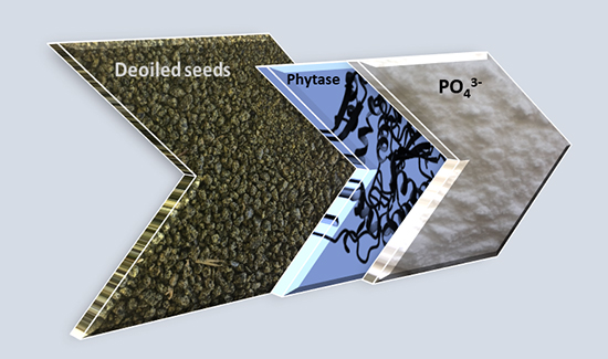 Enzymatic phosphorus recovery from de-oiled seeds - Advances in Engineering