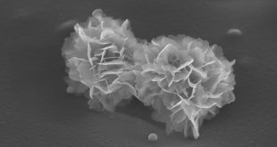 Engineering of new durable cross-linked poly (styryl bisphosphonate) thin coatings onto polypropylene films for biomedical applications - Advances in Engineering