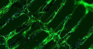 How to form spatially organized neuronal-like network with electrical stimulation and conductive microfibers? - Advances in Engineering