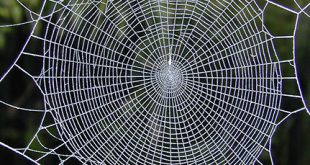 Can the spider hear the position of the prey? - Advances in Engineering