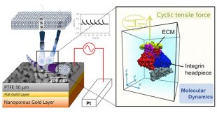Heterogeneous role of integrins in fibroblast response to small cyclic mechanical stimulus generated by a nanoporous gold actuator - Advances in Engineering