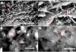 Incorporating nanomaterials to make smart cement improves water and fracture resistance - Advances in Engineering
