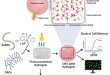 Screening Drugs for Glaucoma: a 3D Culture Model of the Trabecular Meshwork - Advances in Engineering