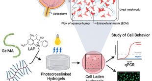 Screening Drugs for Glaucoma: a 3D Culture Model of the Trabecular Meshwork - Advances in Engineering
