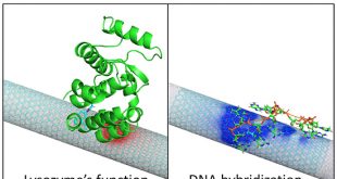 The molecular origin of the electrostatic gating of single-molecule field-effect biosensors investigated by molecular dynamics simulations - Advances in Engineering