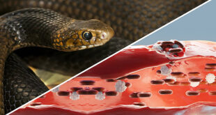Snake venom-based first-aid gel could soon save your life. - Advances in Engineering