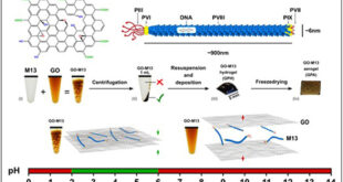 GraPhage13 Aerogels: Insights into Self-Assembly Mechanism and Potential Applications - Advances in Engineering