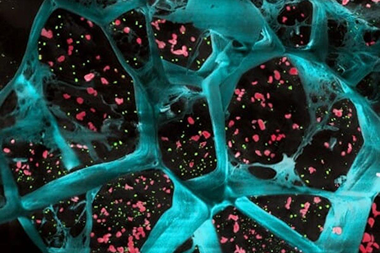 Engineering the Mechanics of Life: Mimicking Biological Networks with Synthetic Hydrogels - Advances in Engineering Engineering the Mechanics of Life: Mimicking Biological Networks with Synthetic Hydrogels - Advances in Engineering