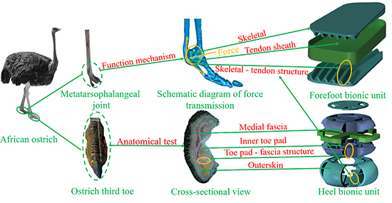 Biomimetic Design for Enhanced Shock Absorption in Sports Footwear: Optimization of Ostrich-Inspired Forefoot Cushioning Units of limited thickness - Advances in Engineering