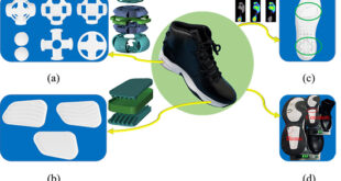 Biomimetic Design for Enhanced Shock Absorption in Sports Footwear: Optimization of Ostrich-Inspired Forefoot Cushioning Units of limited thickness - Advances in Engineering