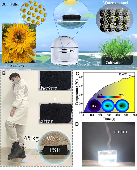 Pollen-Welded Carbon Architectures for Solar-Driven Desalination and Agriculture - Advances in Engineering