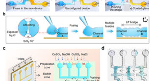 Reconfigurable Particle-Walled Fluidics for Adaptive Biomedical and Chemical Interfaces - Advances in Engineering