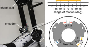 Preserving Gait with Limited Ankle Motion: Evidence for Functional Robustness in Healthy Locomotion - Advances in Engineering