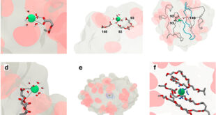 Dynamic Barium-Driven Folding of Single-Chain Polymer Nanoparticles - Advances in Engineering